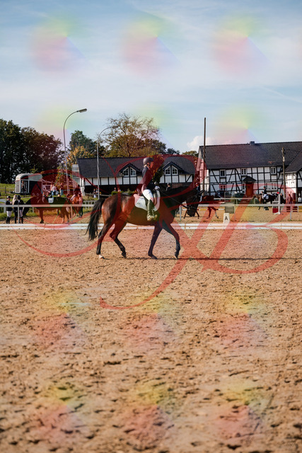 2026_10_03_Siefer-Hof_133510_Z63_94443668 | Professionelle Reitsport-, Turnier- und Eventfotografie von Robert Broda. Galerien mit ausgewählten und bearbeiteten Bildern direkt online ansehen und bestellen.