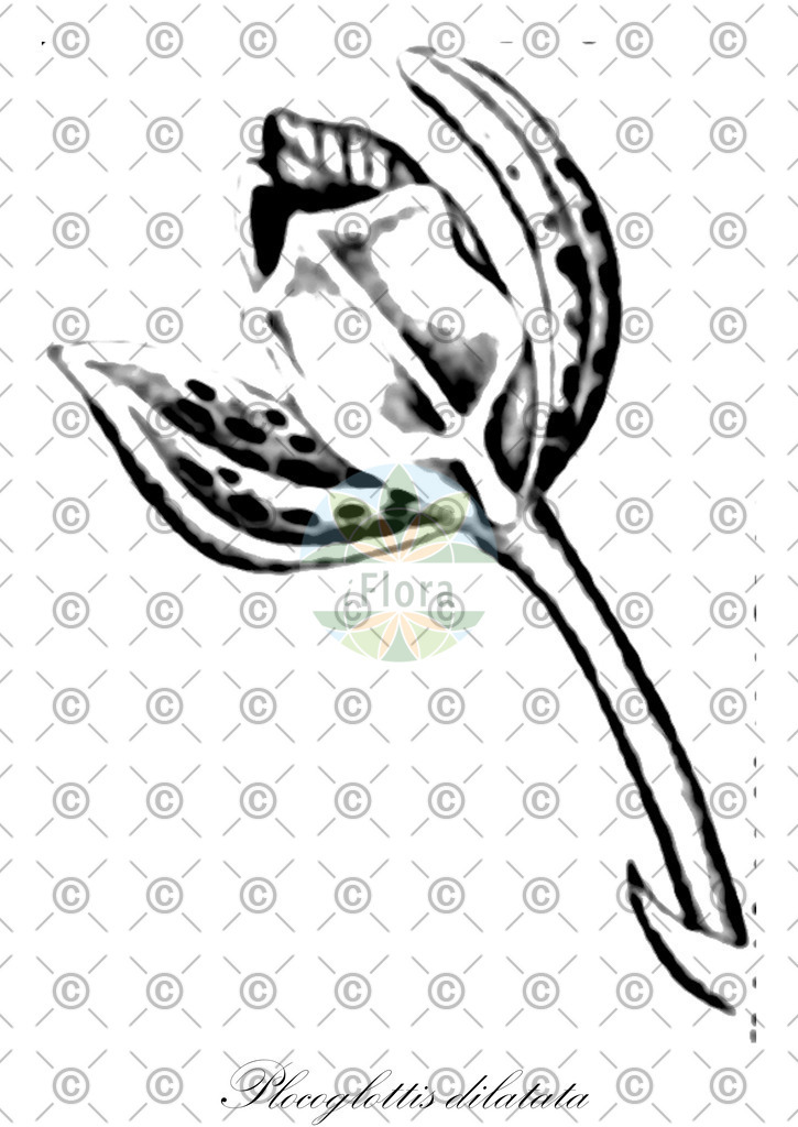 HistAbb_wfo-0001035310_1_ENZY_Simple | Historische Abbildung von Plocoglottis dilatata - Orchidaceae | Historical Illustration of Plocoglottis dilatata - Orchidaceae