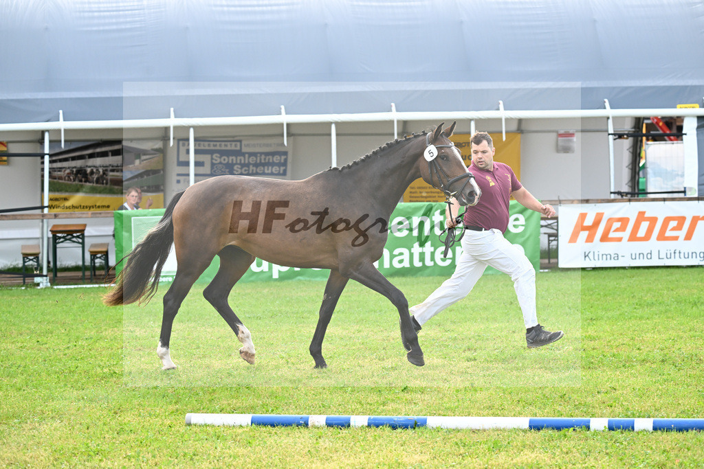 Kat-Nr. 5 Carathella v. Limbothello B_Hoffmeister_30250065 | hf-fotografie - Realisiert mit Pictrs.com