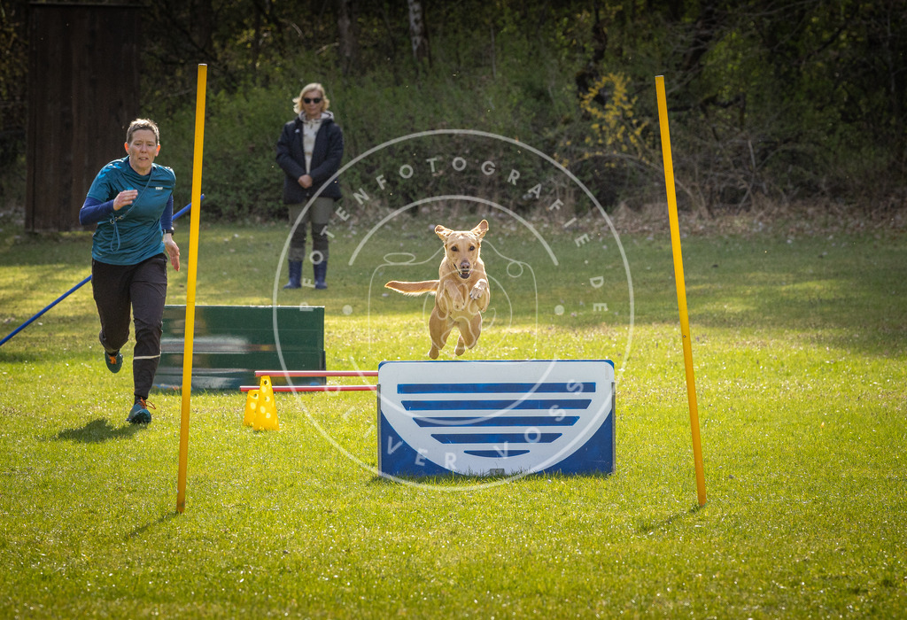Pfotenfotografie_DV3A2749 | Hundefotografie, Tierfotograf, Pfotenfotografie, Fotoshooting Hund, Hunde Portrait, Hundesport, Hundeportraits, Heideshooting, Hunde, Sportfotograf, Hundefotograf, Turnierhundsport, THS,  - Realisiert mit Pictrs.com