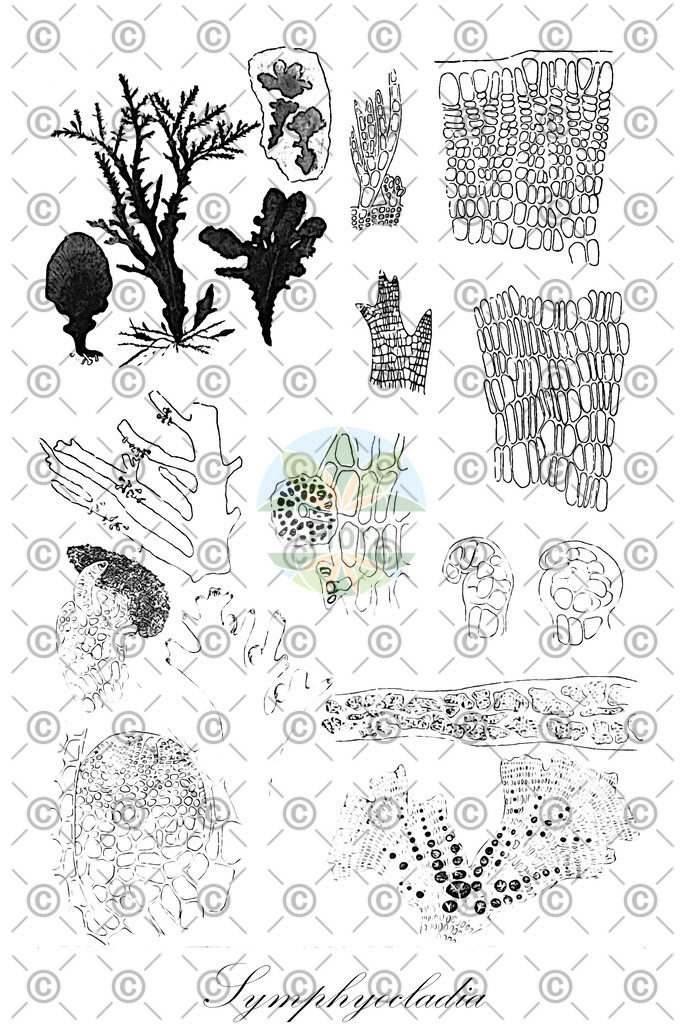 HistAbb_wfo-0001191266_1_ENZY_Simple | Historische Abbildung von Symphyocladia - Rhodomelaceae (0) | Historical Illustration of Symphyocladia - Rhodomelaceae (0)