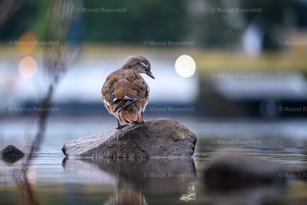 _DSC7724 | foto-rosenfeld