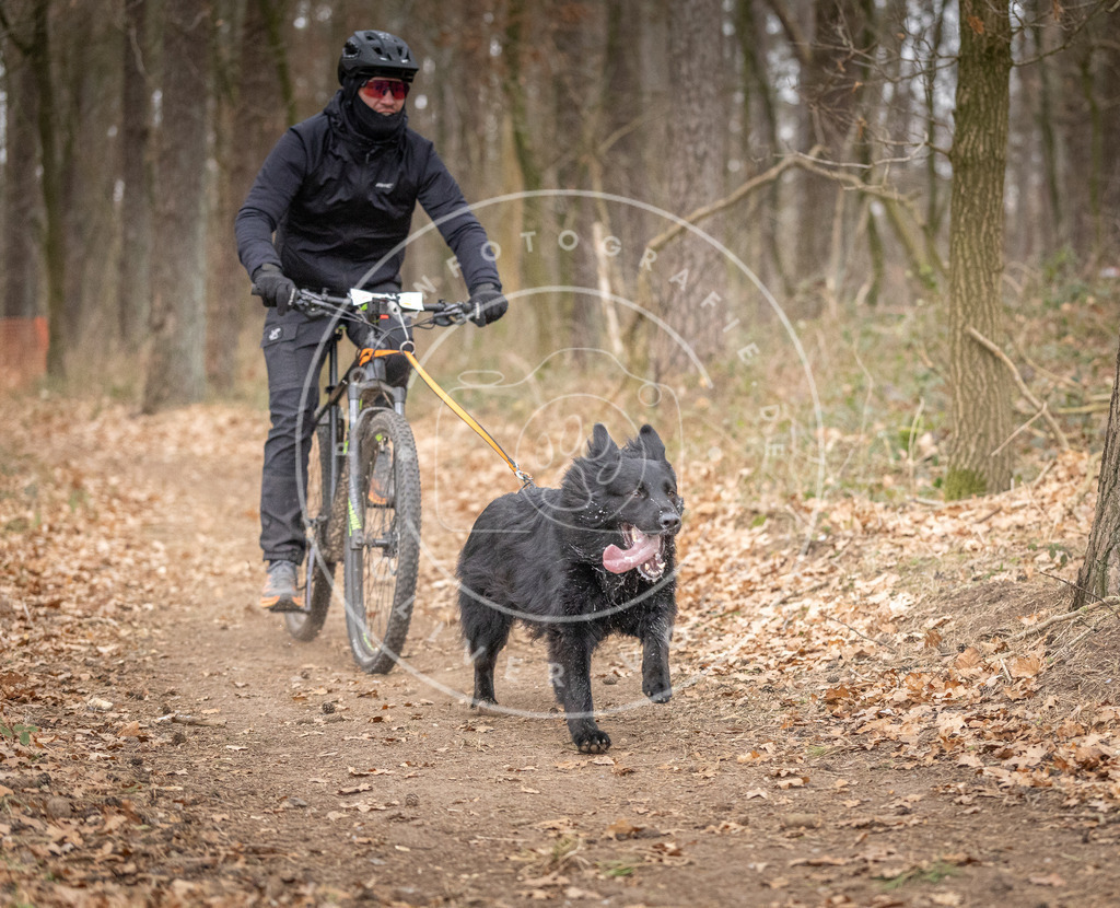 Pfotenfotografie_DV3A6401 | Hundefotografie, Tierfotograf, Pfotenfotografie, Fotoshooting Hund, Hunde Portrait, Hundesport, Hundeportraits, Heideshooting, Hunde, Sportfotograf, Hundefotograf, Turnierhundsport, THS,  - Realisiert mit Pictrs.com