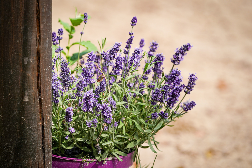 DSC00423 | Pferdegrafie