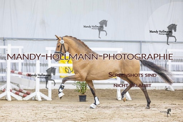 23 (7) | mandyhollmannphotographie