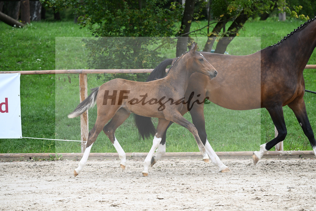 Kat-Nr. 25 SF Va Pensiero_Mayr_25230186 | hf-fotografie - Realisiert mit Pictrs.com