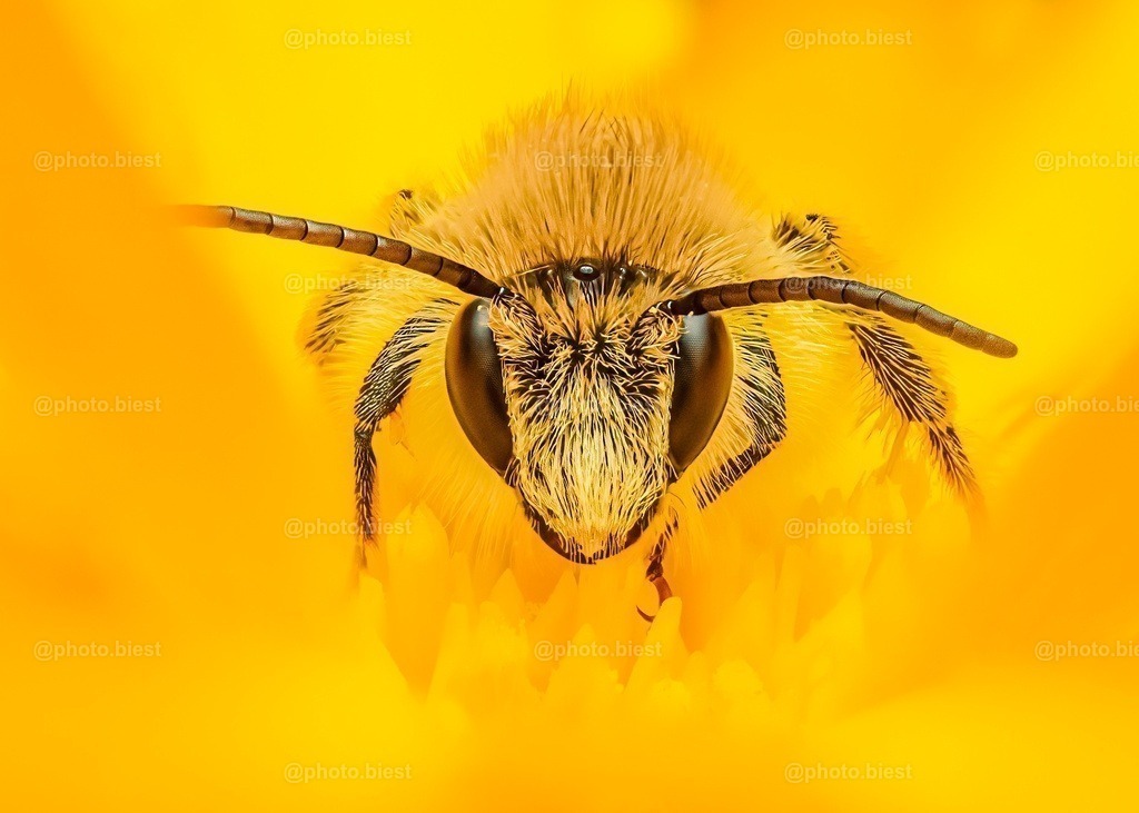 Yellobee | Eine Biene inmitten einer strahlend-gelben Blüte. - Realisiert mit Pictrs.com