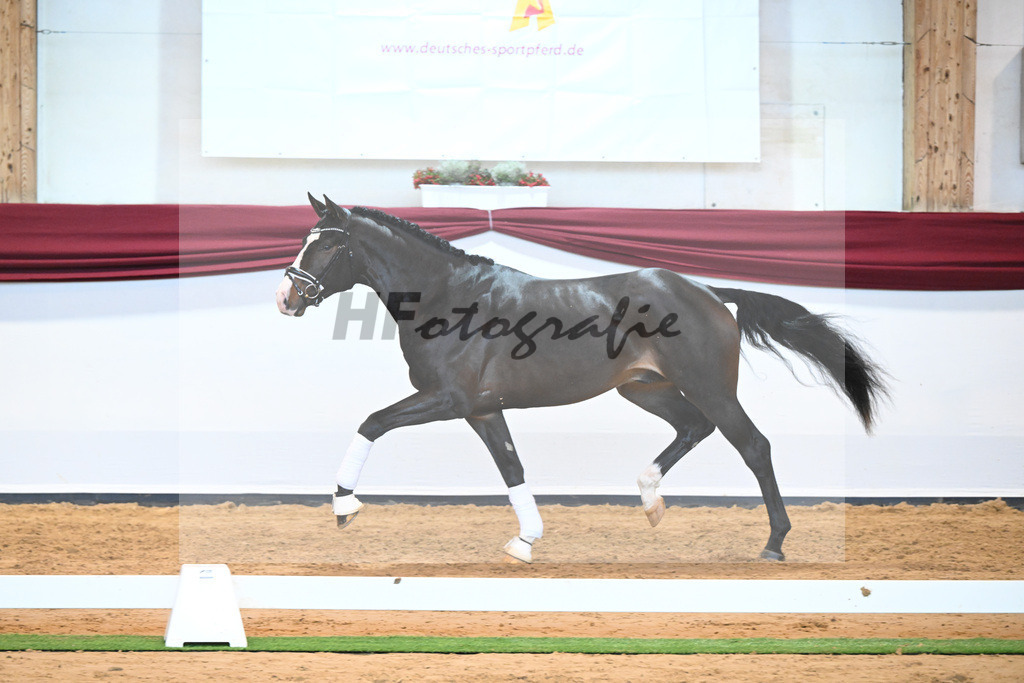 Kat-Nr. 47 v. Rivero II_Wanner_66222057 | hf-fotografie - Realisiert mit Pictrs.com