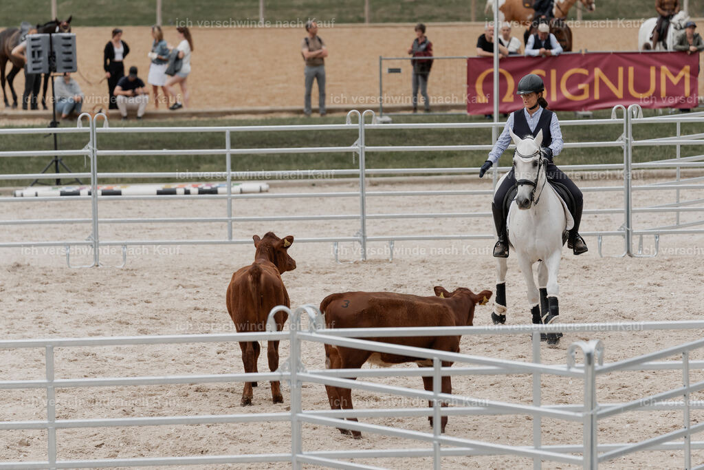 WE__Stoib_Rinder_PI2025_3108 | Pferd International München 2025