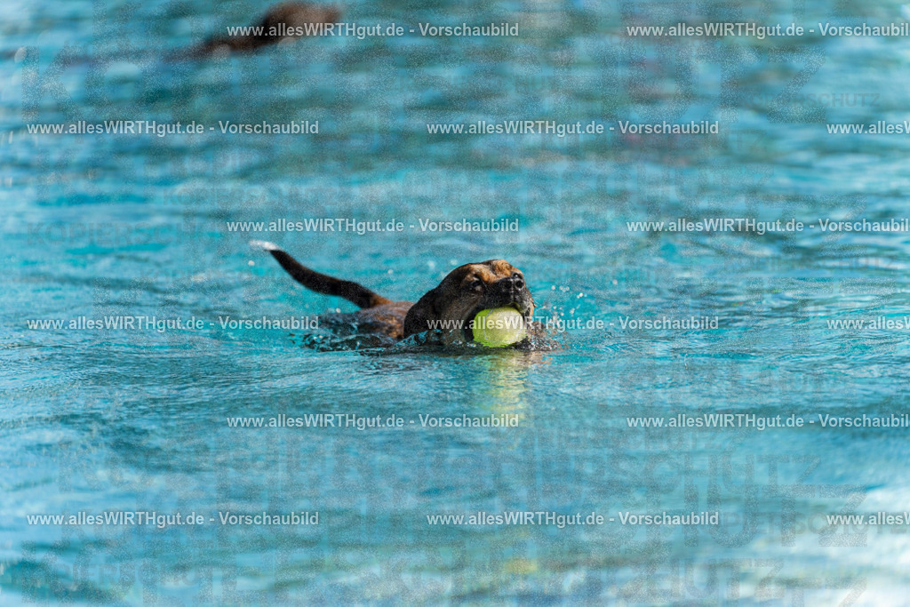 Hundeschwimmen_Volksbad_2026-allesWIRTHgut_Tierfotografie-2609061124-103405-7R509628 | Professionelle Tierfotografie in Mönchengladbach von Daniel Wirth (allesWIRTHgut). Liebevolle & natürliche Bilder von Hunden & Katzen für unvergessliche Erinnerungen.