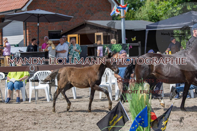 Fiesoythe DR-383 | mandyhollmannphotographie