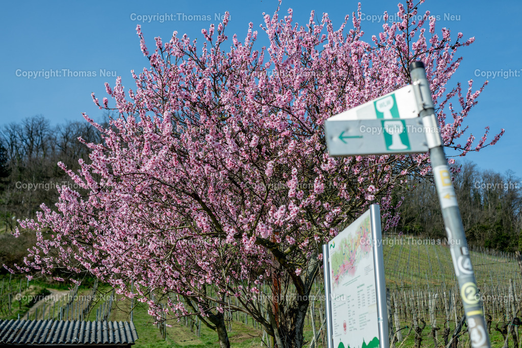 Mandelbluete-Bergstrasse-Weinberge-Fruehling-hessische-bergstrasse-Bensheim-Heppenheim-Fotografie-Thomas_neu-4799 | Die Mandelblüte an der Hessischen Bergstraße gehört zu den schönsten Frühlingsmomenten der Region. Ein blühender Mandelbaum steht oberhalb der Weinberge zwischen Bensheim und Heppenheim und bietet einen weiten Blick über die Rebenlandschaft.  Die Kombination aus blühenden Mandelbäumen, Weinbergen und der sanften Landschaft der Bergstraße macht diese Szene zu einem typischen Motiv des Frühlings in Südhessen.,Bild: Thomas Neu