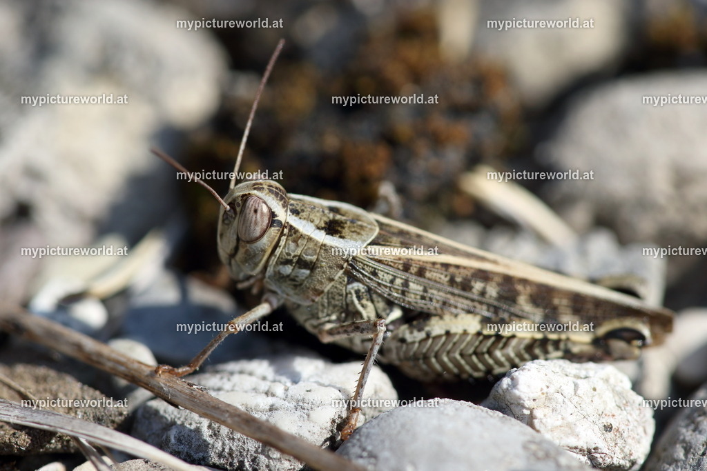 Calliptamus italicus-002 | Das Bilderarchiv über Tiere, Planzen und Landschaften. In der Bilddatenbank finden Sie ein große Auswahl an hochwertigen Bilder für Ihre Werbung - Realized with Pictrs.com