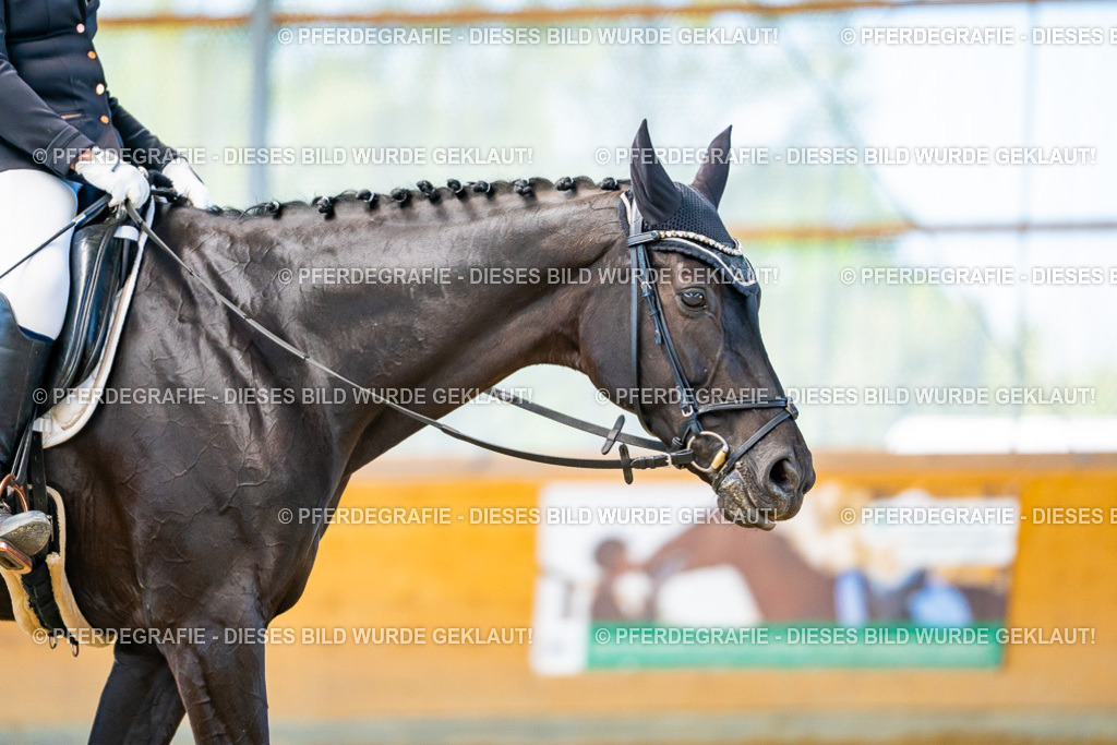 DSC08104 | Pferdegrafie