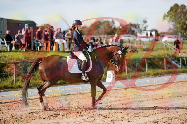 2026_10_03_Siefer-Hof_114720_Z63_25784834 | Professionelle Reitsport-, Turnier- und Eventfotografie von Robert Broda. Galerien mit ausgewählten und bearbeiteten Bildern direkt online ansehen und bestellen.