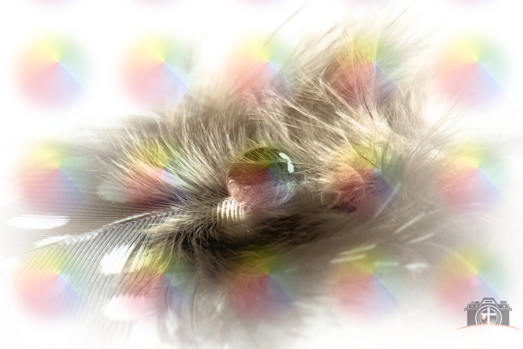 WT-Feder-0001 | Entdecken Sie eine vielfältige Auswahl individueller Fotos zum Kauf auf picturalux.de. Finden Sie hochwertige Bilder für Ihre Projekte, die Ihre Botschaft perfekt unterstreichen. Stöbern Sie jetzt und verleihen Sie Ihren Inhalten das gewisse Etwas! - Realisiert mit Pictrs.com