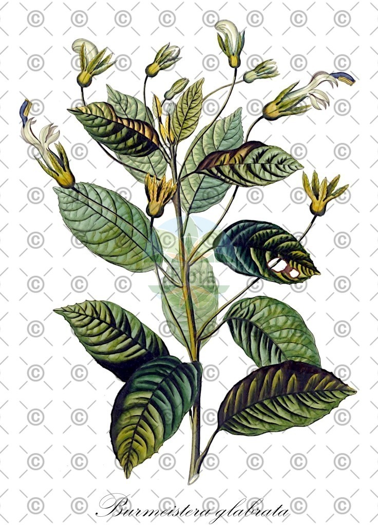 HistAbb_wfo-0000689382_1_ENZY_Simple | Historische Abbildung von Burmeistera glabrata - Campanulaceae | Historical Illustration of Burmeistera glabrata - Campanulaceae