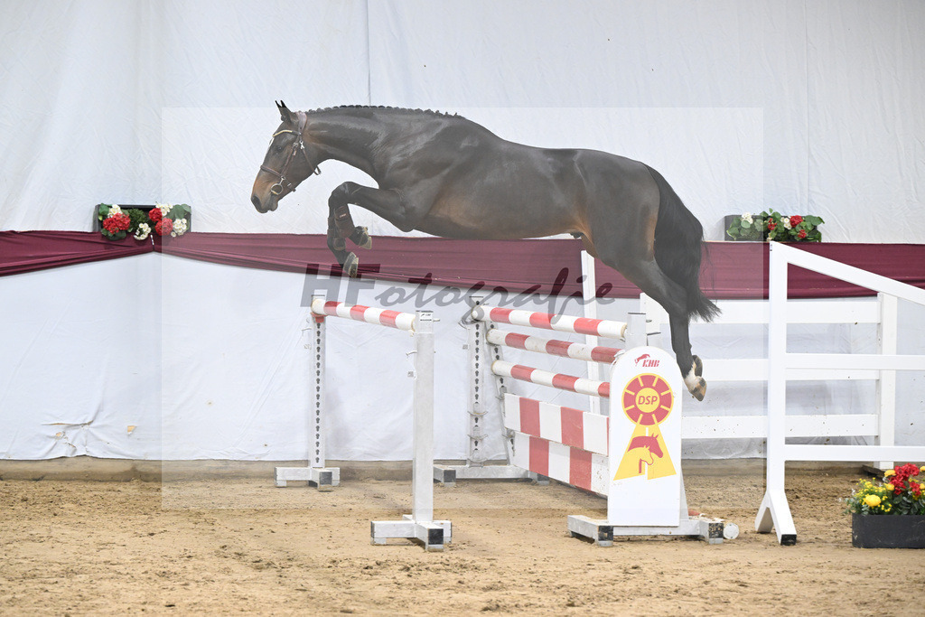 Kat-Nr. 103 Pifte van het Houtemhof x Indoctro_Anna-Sophie Kosch_47253307 | hf-fotografie - Realisiert mit Pictrs.com