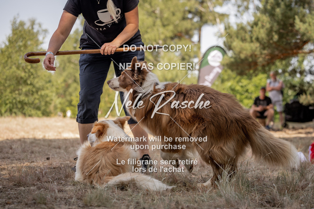 nelerasche_soDD2_159 | nelerasche