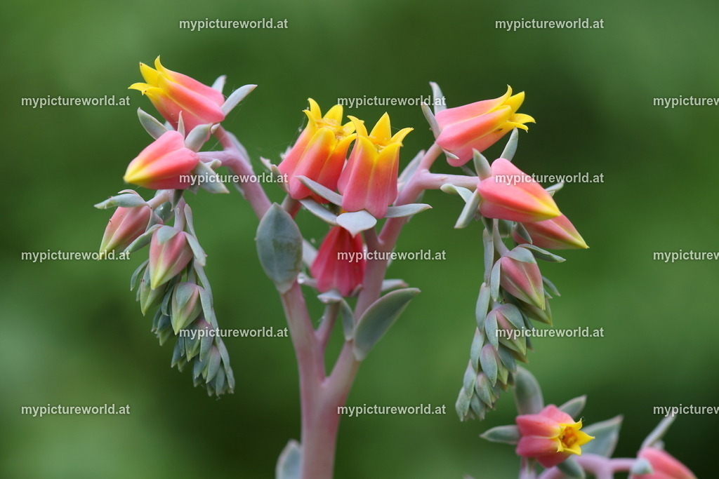 Echeveria derenbergii-001 | Das Bilderarchiv über Tiere, Planzen und Landschaften. In der Bilddatenbank finden Sie ein große Auswahl an hochwertigen Bilder für Ihre Werbung - Realized with Pictrs.com