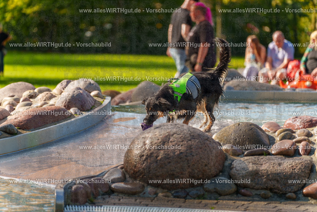Hundeschwimmen_Grefrath_2026-allesWIRTHgut_Tierfotografie-13_56-7R508692 | Professionelle Tierfotografie in Mönchengladbach von Daniel Wirth (allesWIRTHgut). Liebevolle & natürliche Bilder von Hunden & Katzen für unvergessliche Erinnerungen.