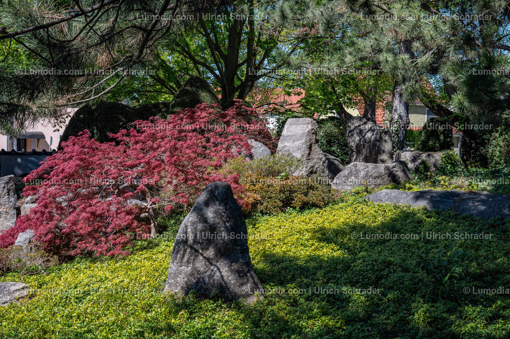 10049-14029 - Japanischer Garten in Bad Langensalza | Stockfoto und Bilderpool mit Bildmaterial aus Deutschland, dem Harz, Halberstadt, Quedlinburg, Wernigerode und weltweit. Qualitativ hochwertige und professionelle Fotos anschauen und kaufen. - Realisiert mit Pictrs.com