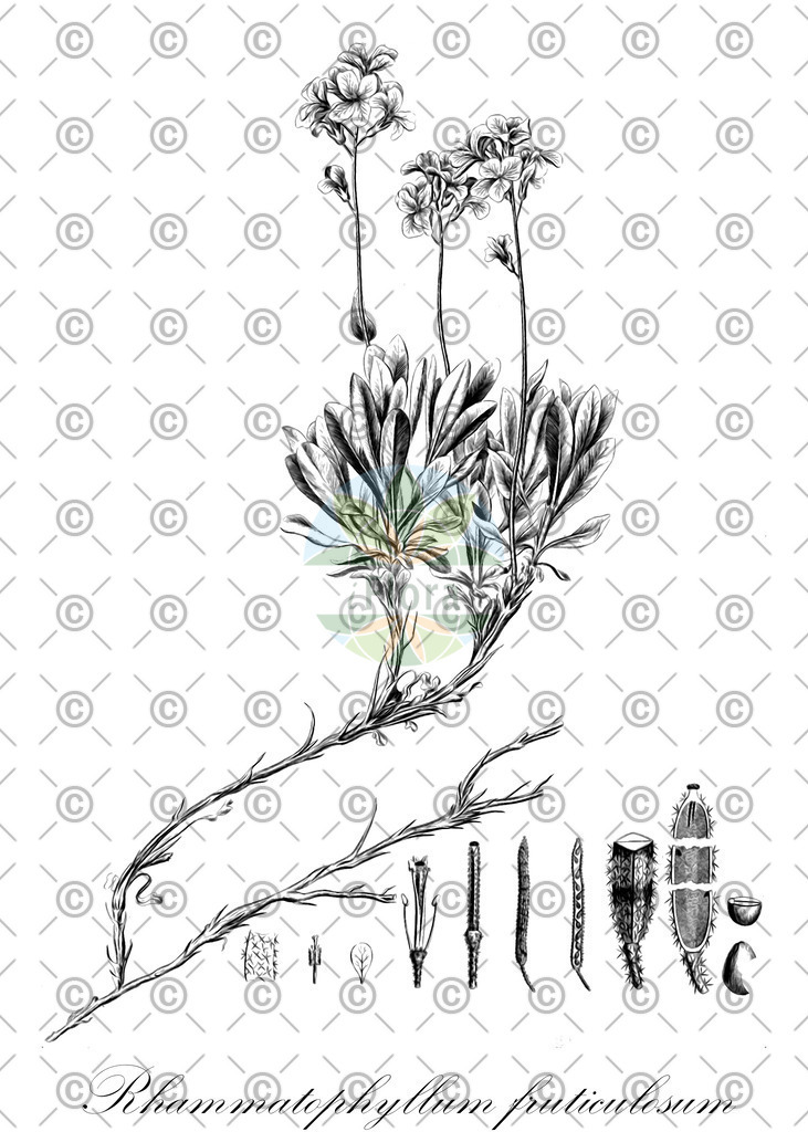 HistAbb_EMP_90913_SRC_Schlechtendal_FLORAD_SIMPLE | Historische Abbildung von Rhammatophyllum fruticulosum - Brassicaceae | Historical Illustration of Rhammatophyllum fruticulosum - Brassicaceae