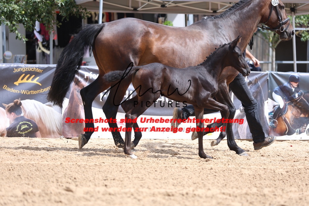 Fohlenschau_Schwäbisch_Hall_dressurbetonte_Fohlen_KN 52_7 | lmwpictures - Realisiert mit Pictrs.com