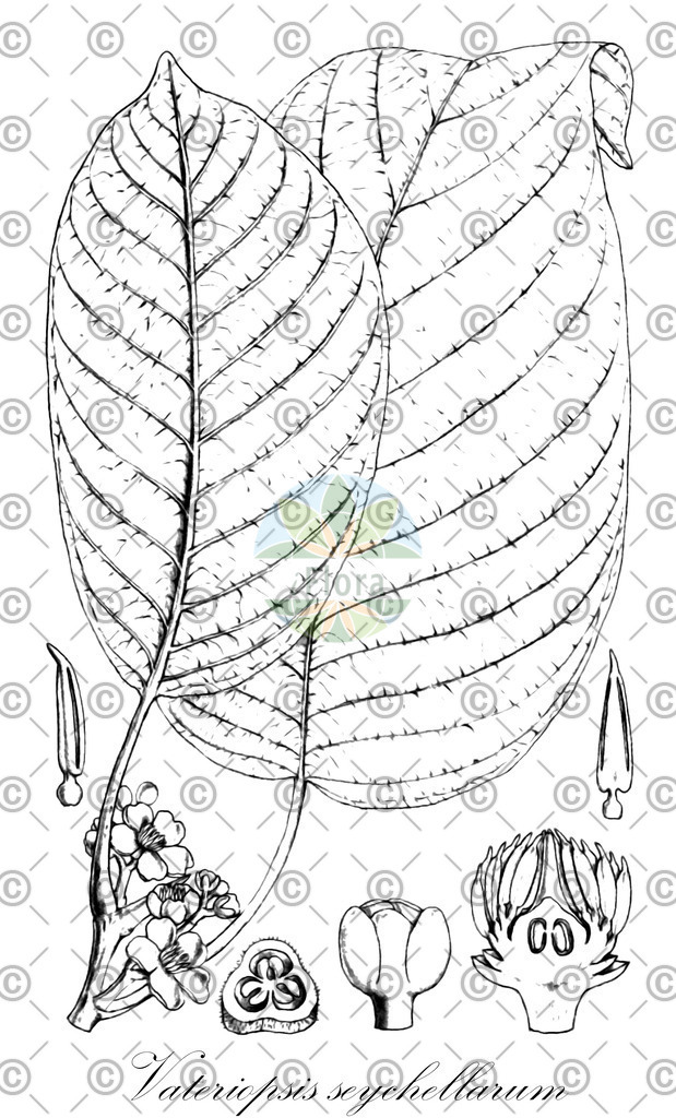 HistAbb_7Q67H_3_ENZY_Simple | Historische Abbildung von Vateriopsis seychellarum - Dipterocarpaceae | Historical Illustration of Vateriopsis seychellarum - Dipterocarpaceae