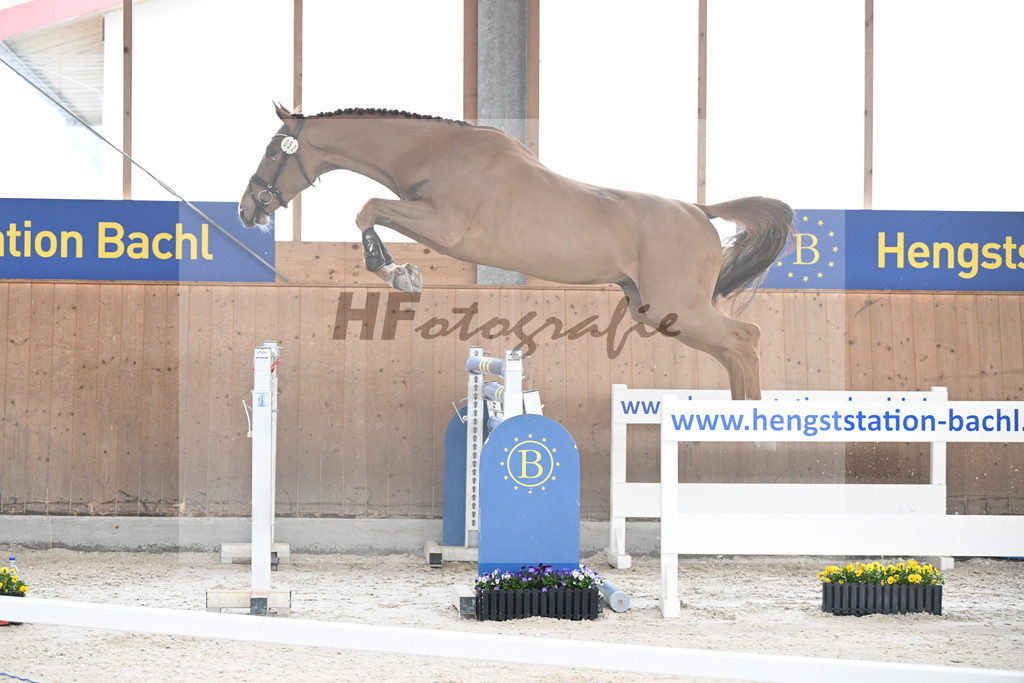 Kat-Nr. 52 Amir VT Z v. Aganix du Seigneur_Neukirch_5250497 | hf-fotografie - Realisiert mit Pictrs.com