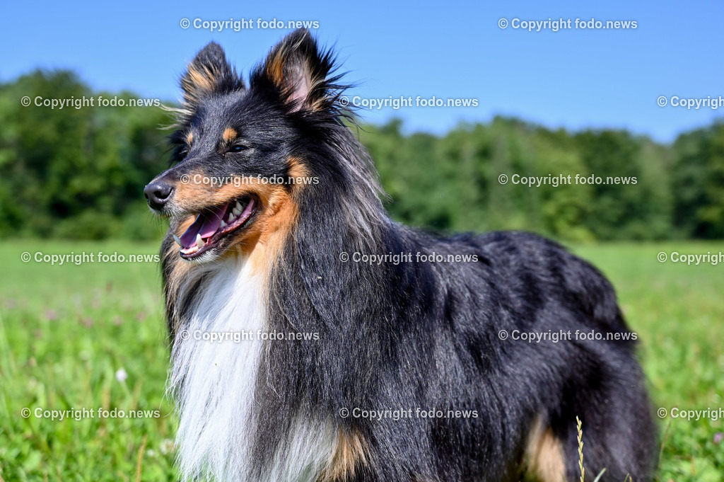 Hunde_ Arrigo und Luigi_ 12.10.2021-6 | 12.10.2021, Linz, AUT, Hund, Hunde, im Bild Hund, Hunde, spazieren, Freilaufzone, Arrigo und Luigi