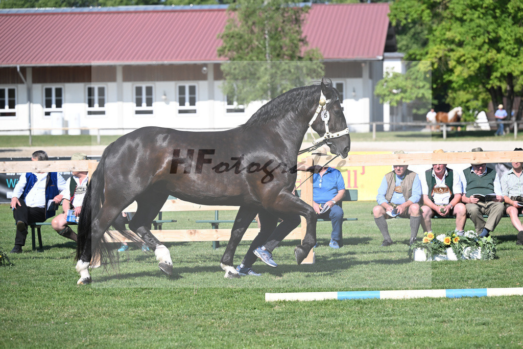 Kat-Nr. 5 Belina_Lichtenegger_20230059 | hf-fotografie - Realisiert mit Pictrs.com