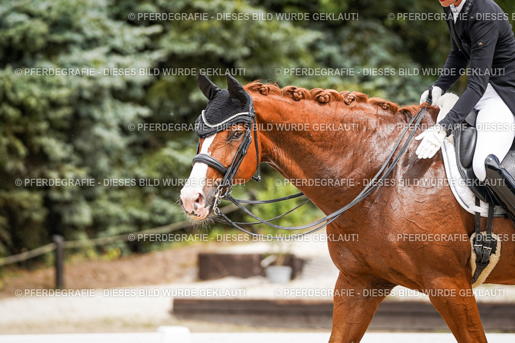 DSC05819 | Pferdegrafie