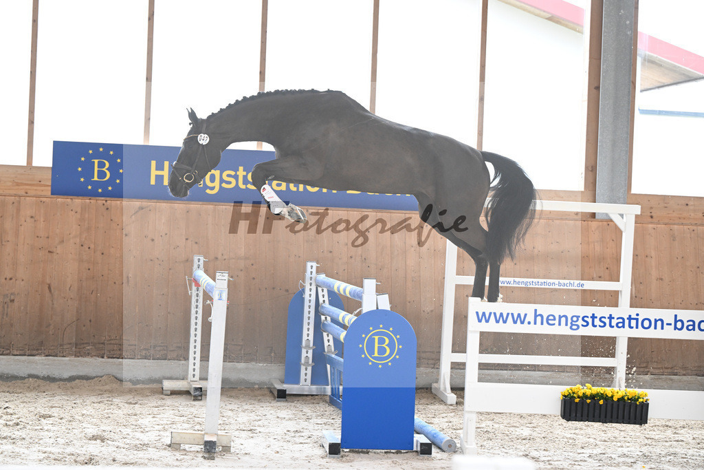 Kat-Nr. 42 I m Amy Blue VK v. I m Special de Muze_Vogelgut_14260233 | hf-fotografie - Realisiert mit Pictrs.com