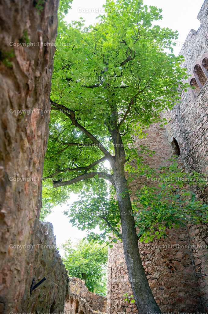 DSC_0662 | Schloss Auerbach,  Burgruine an der Hessischen Bergstraße im Bensheimer Stadtteil Auerbach,  Bild: Thomas Neu