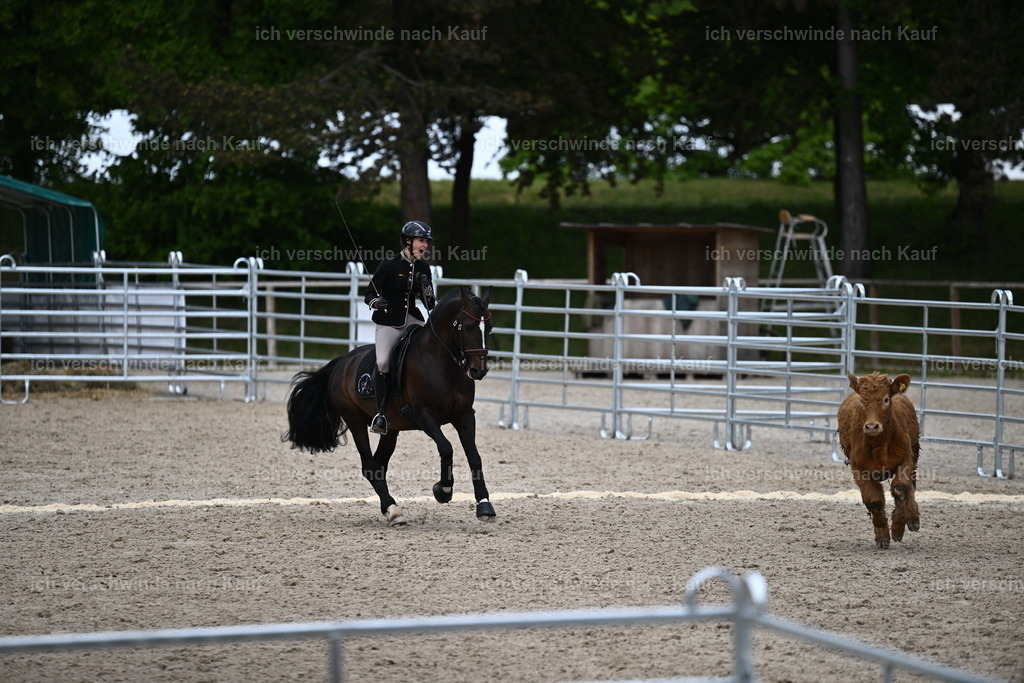 PI26_COW_Sara Landvogt226_7432.JPG | working equitationturnier fotograf videograf stoibphotography marixx film working equitation deutschland reitsport turnierfotografie eventfotografie equestrian events