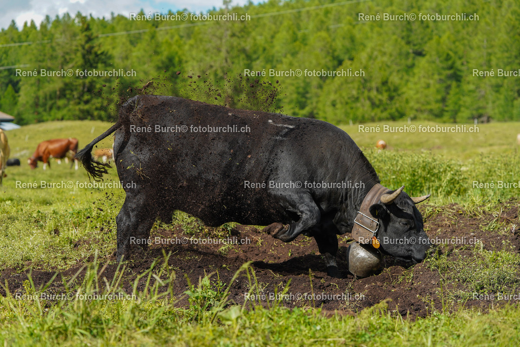 20220625-DSC09588 | René Burch leidenschaftlicher Fotograf aus Kerns in Obwalden.  Hier finden sie Sport, Landschaft und Natur Fotografie.
 - Realisiert mit Pictrs.com