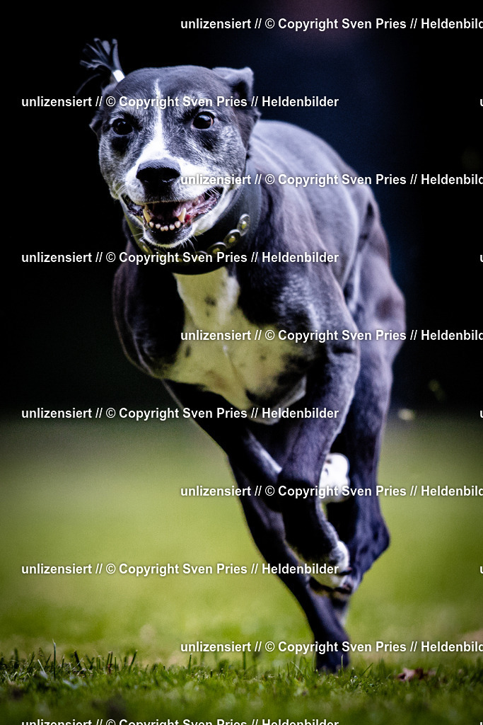 Sven Pries | 2025-10-03 - Hunderennen Obergrombach - Realisiert mit Pictrs.com