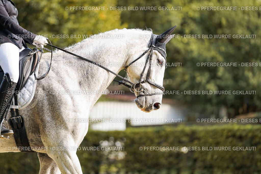 DSC05722 | Pferdegrafie