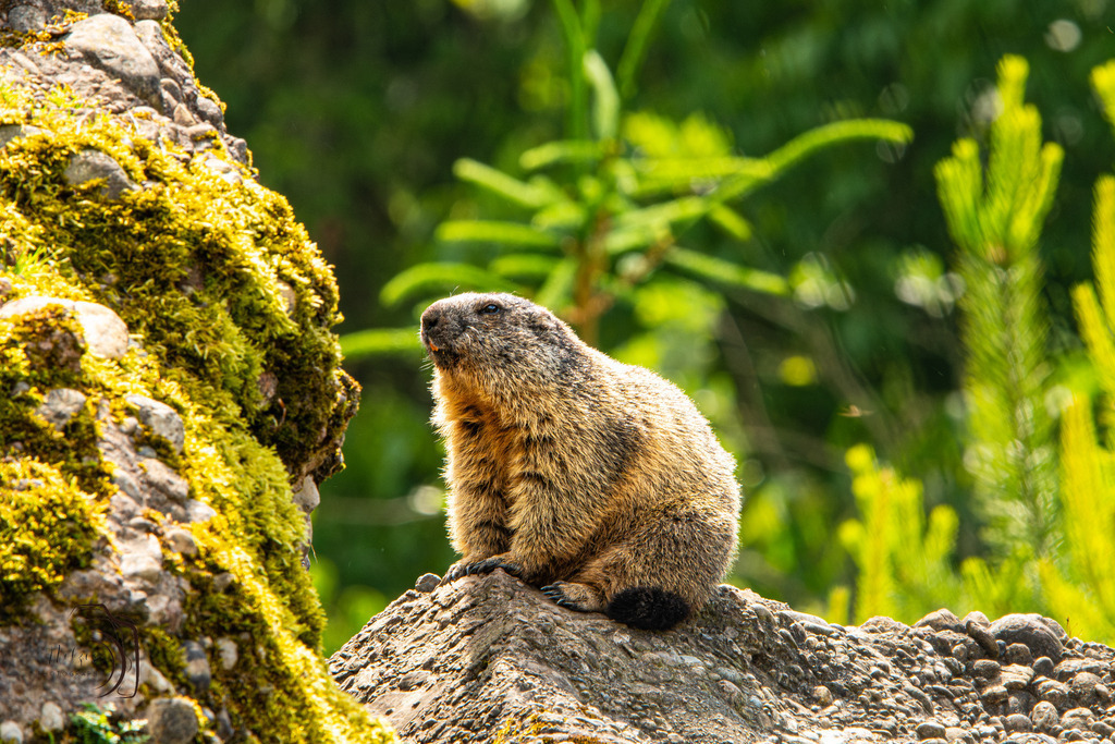 Tierpark Arth-Goldau-9761-Verbessert-RR | Holzisphotography, Landschaftsfotografie, Wildlifefotogorafie - Realisiert mit Pictrs.com