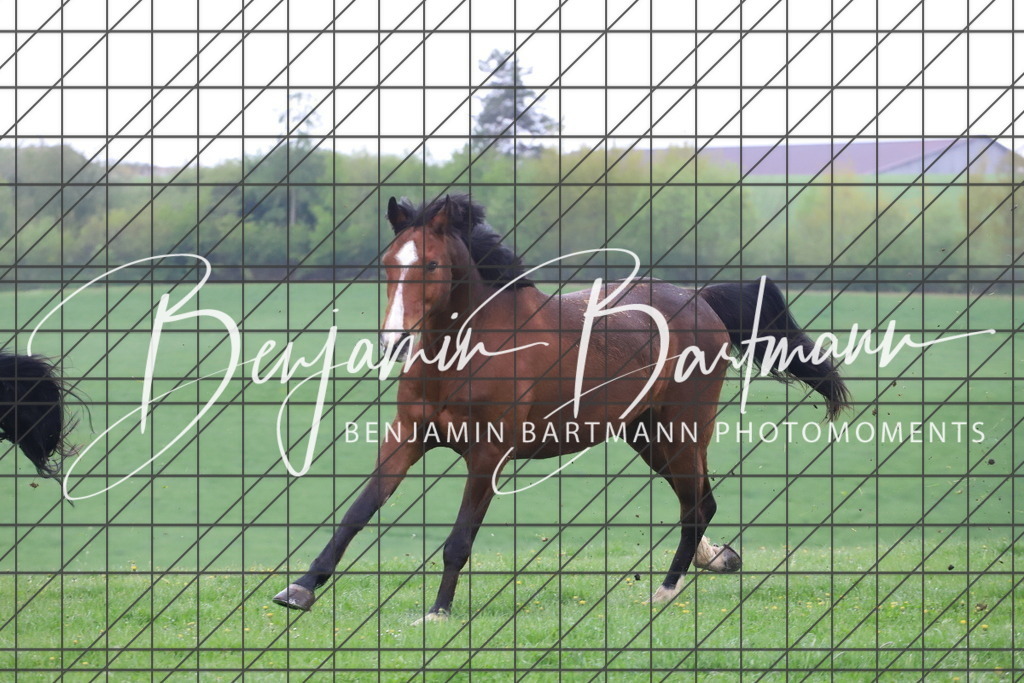 IMG_4284 | Benjamin Bartmann Photomoments