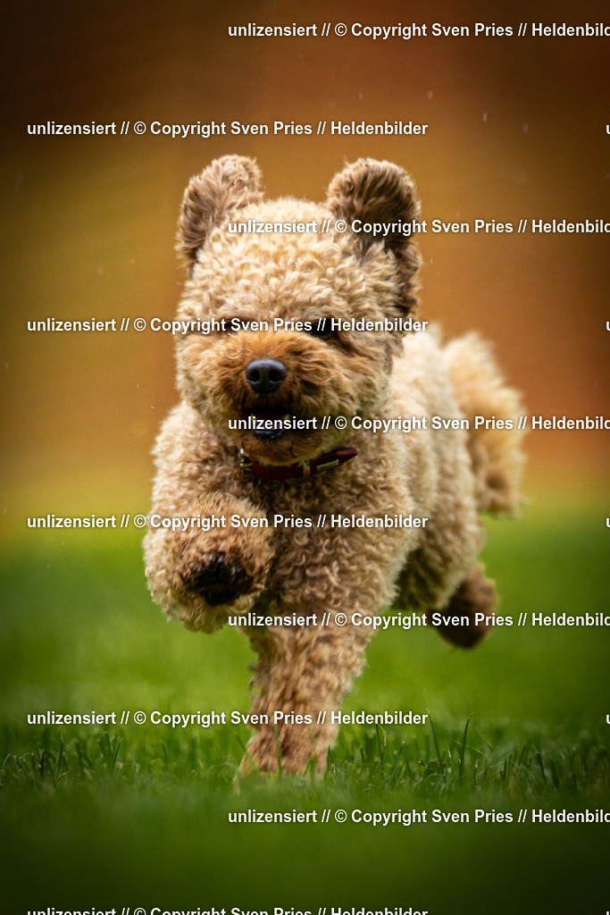 Sven Pries | 2025-09-21 - Hunderennen Baden-Oos - Realisiert mit Pictrs.com