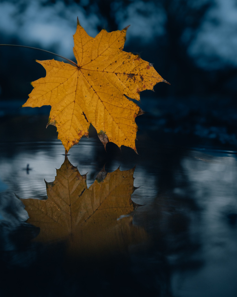 Herbstblatt | Spieglung einen Ahornblatt im Herbst - Realisiert mit Pictrs.com