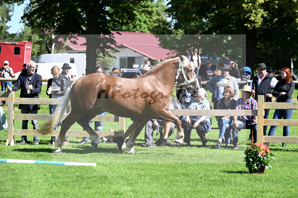 Kat-Nr. 16 Hilda v. Schmauzenberg_Scholz_22240271 | hf-fotografie - Realizzato con Pictrs.com