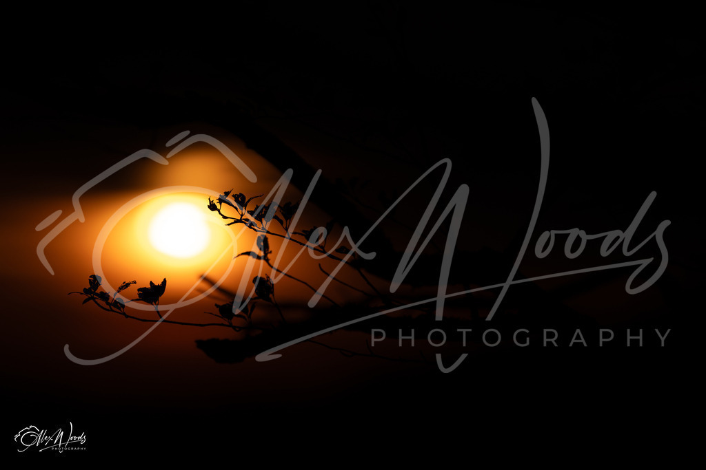 20240922_073457_SA933912_AlexWoods_FullSize | Alex Woods Photography
