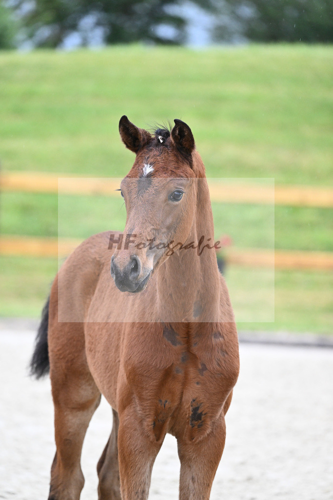 Kat-Nr. 61 HF DSP Va Bene_Geyer_17231564 | hf-fotografie - Realisiert mit Pictrs.com