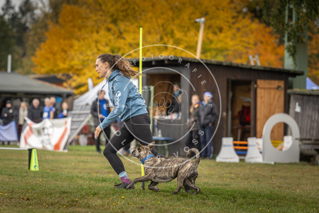 Pfotenfotografie_DV3A2926 | Hundefotografie, Tierfotograf, Pfotenfotografie, Fotoshooting Hund, Hunde Portrait, Hundesport, Hundeportraits, Heideshooting, Hunde, Sportfotograf, Hundefotograf, Turnierhundsport, THS,  - Realisiert mit Pictrs.com