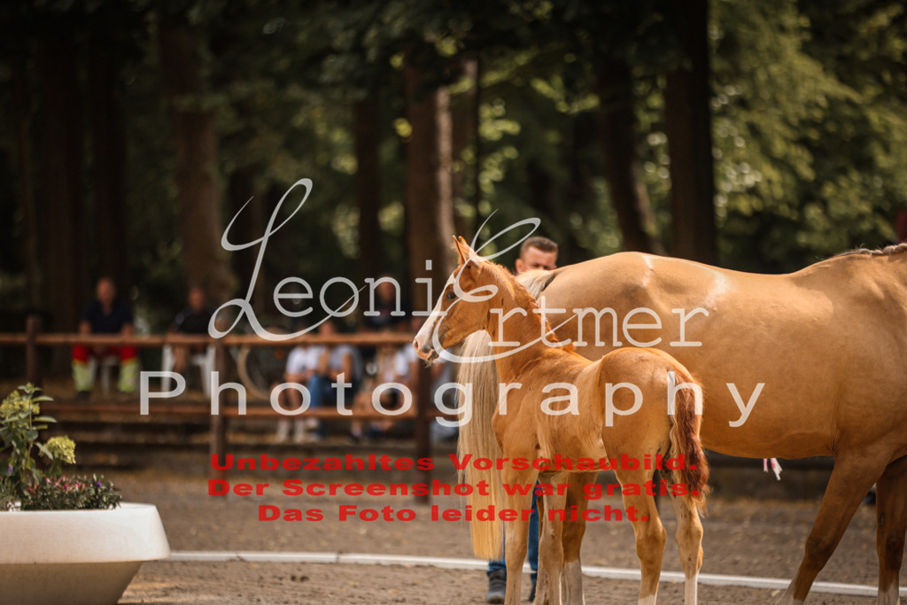 SaFohlen00023 | Leoni Ertmer Photography - Realisiert mit Pictrs.com