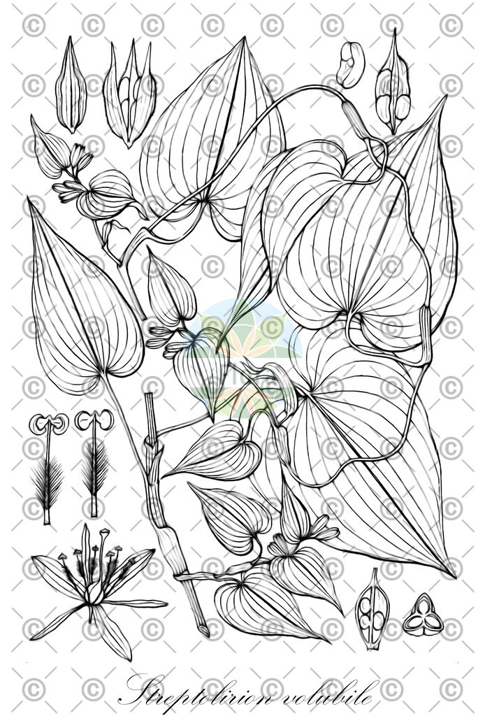 HistAbb_EMP_24044_SRC_Schlechtendal_FLORAD_SIMPLE | Historische Abbildung von Streptolirion volubile - Commelinaceae | Historical Illustration of Streptolirion volubile - Commelinaceae