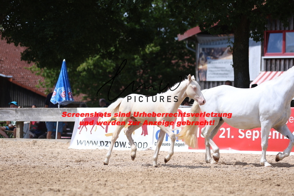 Fohlenschau_Schwäbisch_Hall_Ponys_KN 41_3 | lmwpictures - Realisiert mit Pictrs.com